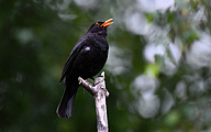 Common Blackbird (Turdus merula)
